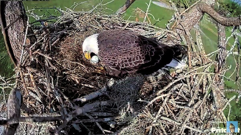 Nesting season starts early for Southwest Florida’s most famous eagle